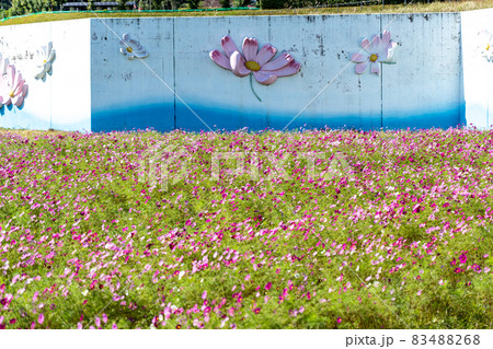 三重県津市一志町　とことめの里のコスモス畑 83488268