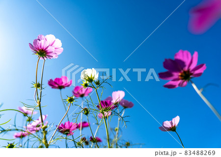 三重県津市一志町　とことめの里のコスモス畑 83488269