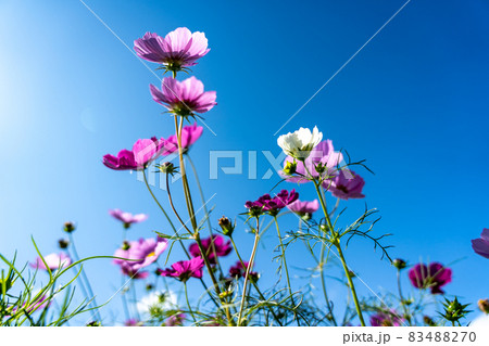 三重県津市一志町　とことめの里のコスモス畑 83488270