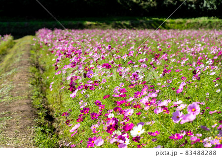 三重県津市一志町　とことめの里のコスモス畑 83488288