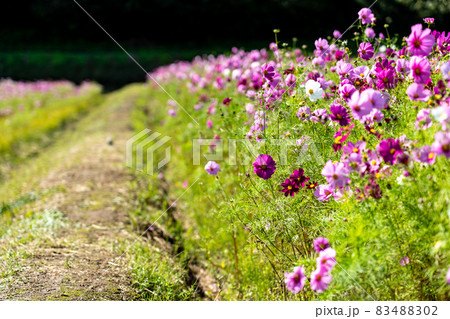 三重県津市一志町　とことめの里のコスモス畑 83488302