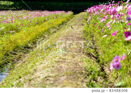 三重県津市一志町　とことめの里のコスモス畑 83488306