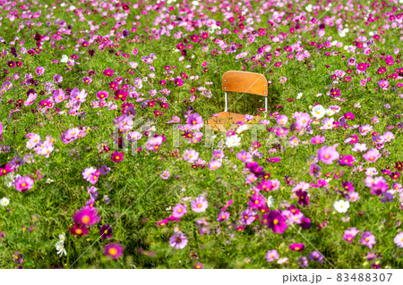 三重県津市一志町　とことめの里のコスモス畑 83488307