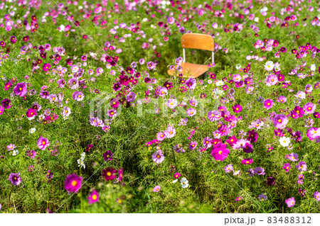 三重県津市一志町　とことめの里のコスモス畑 83488312
