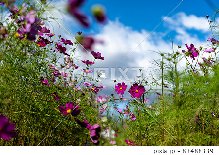 三重県津市一志町　とことめの里のコスモス畑 83488339