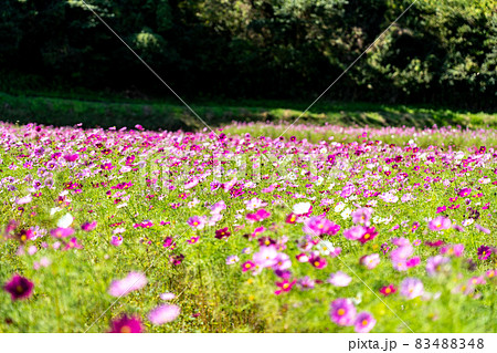 三重県津市一志町　とことめの里のコスモス畑 83488348