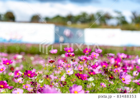 三重県津市一志町　とことめの里のコスモス畑 83488353
