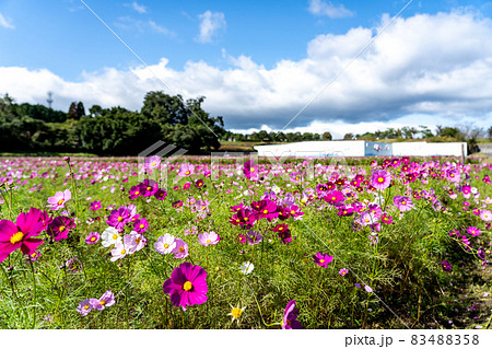 三重県津市一志町 とことめの里のコスモス畑 三重県津市一志町 とことめの里のコスモス畑 83488358