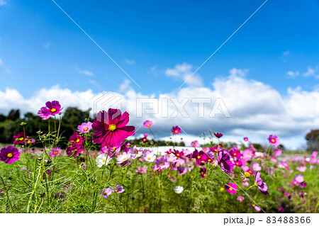 三重県津市一志町 とことめの里のコスモス畑 三重県津市一志町 とことめの里のコスモス畑 83488366
