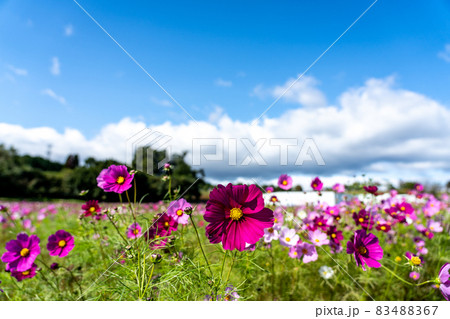 三重県津市一志町　とことめの里のコスモス畑 83488367