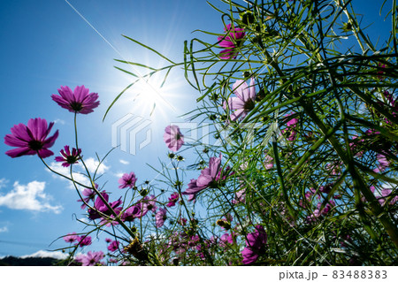 三重県津市一志町 とことめの里のコスモス畑 三重県津市一志町 とことめの里のコスモス畑 83488383
