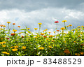 サルスベリ 花 ガーデン 83488529