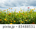 サルスベリ 花 ガーデン 83488531