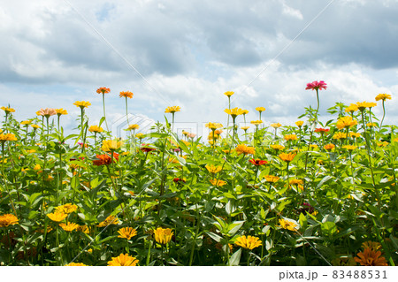 サルスベリ 花 ガーデン 83488531