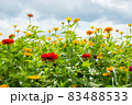サルスベリ 花 ガーデン 83488533