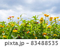 サルスベリ 花 ガーデン 83488535