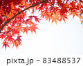 紅葉 秋 カエデの葉 83488537
