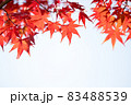 紅葉 秋 カエデの葉 83488539