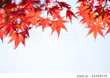 紅葉 秋 カエデの葉 83488539