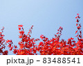 紅葉 秋 カエデの葉 83488541