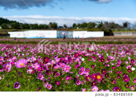 三重県津市一志町　とことめの里のコスモス畑 83488569