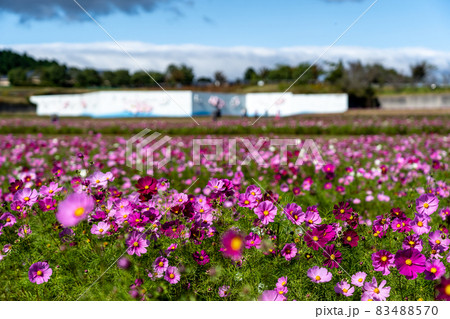 三重県津市一志町　とことめの里のコスモス畑 83488570