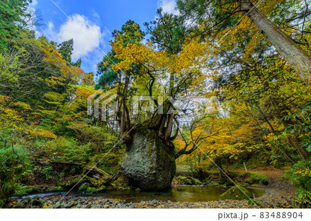 紅葉のネコバリ岩 紅葉のネコバリ岩 83488904