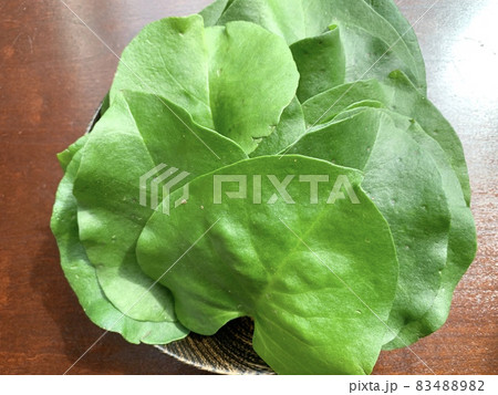 オカワカメ　写真素材 83488982