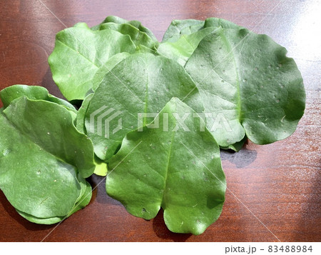 オカワカメ 写真素材 オカワカメ 写真素材 83488984