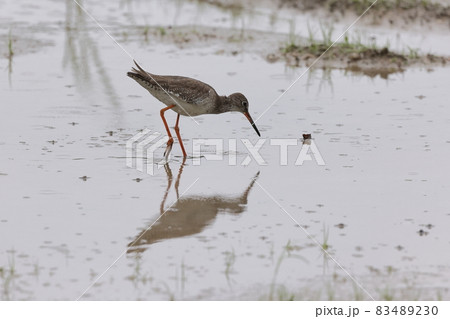 生き物 野鳥 アカアシシギ、十月の石垣島。細かい雨が背中に水玉を作っています 生き物 野鳥 アカアシシギ、十月の石垣島。細かい雨が背中に水玉を作っています 83489230