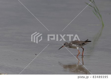 生き物 野鳥 アカアシシギ、赤い脚のスマートなシギ。白いアイリングに囲まれた眼は大きくてかわいい 生き物 野鳥 アカアシシギ、赤い脚のスマートなシギ。白いアイリングに囲まれた眼は大きくてかわいい 83489395