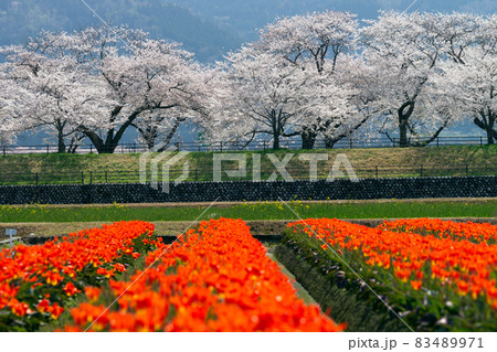 桜、菜の花、チューリップ、残雪の山の「春の四重奏」で人気の舟川ベリの桜並木 83489971