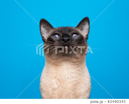 curious siamese cat portrait with blue eyes looking up on blue background 83490345