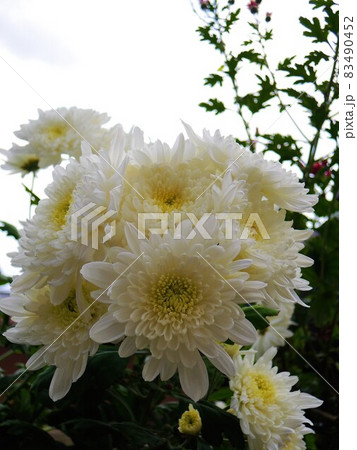 菊　白色　Chrysanthemum 83490452