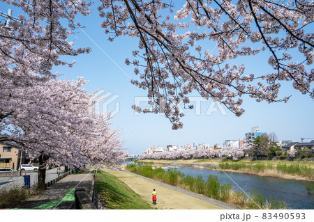 金沢の市民に愛される犀川沿いの桜並木 83490593