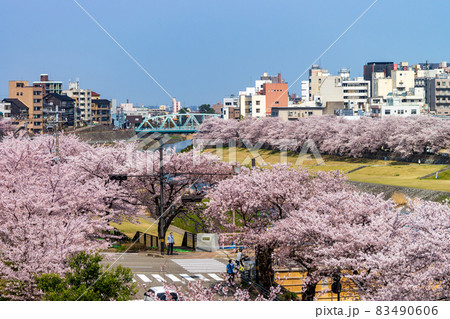 金沢の市民に愛される犀川沿いの桜並木 83490606