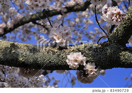 桜と青空 桜と青空 83490729
