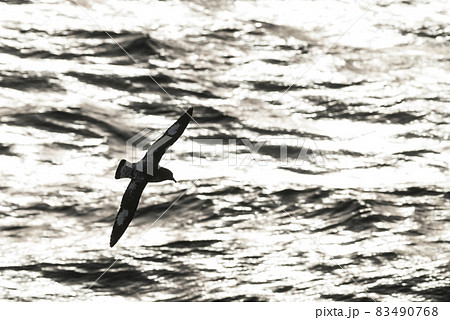 Petrel flying over the waves, in the Antarctic Sea, Antarctic Peninsula 83490768