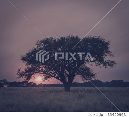 Wheat in vintage color,Pampas,Argentina 83490968