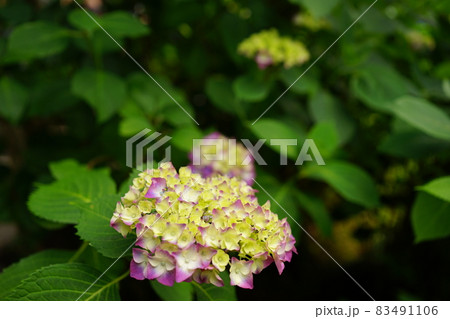 紫色の紫陽花の花 紫色の紫陽花の花 83491106