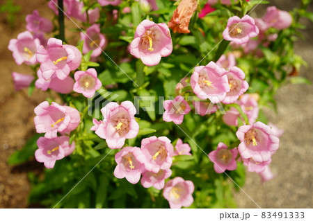 乙女 桔梗 ピンクの花	 83491333