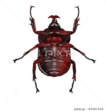 カブトムシ 83491436