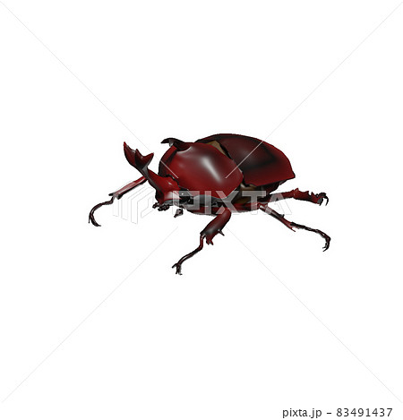 カブトムシ カブトムシ 83491437