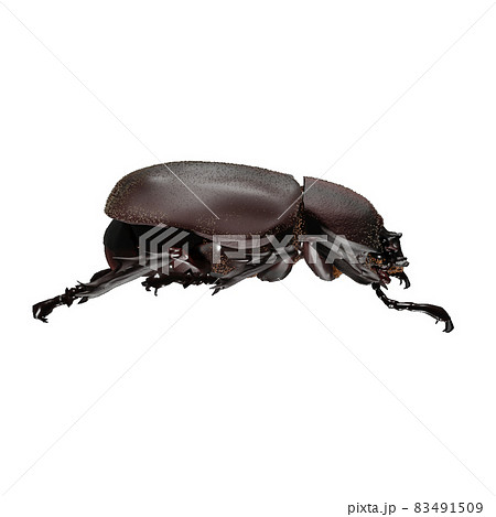 カブトムシ(メス) 83491509