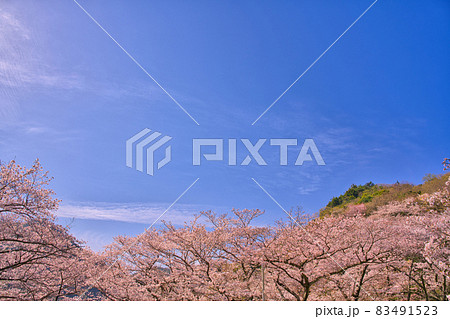 【大阪府】3月・桜と木々 【大阪府】3月・桜と木々 83491523