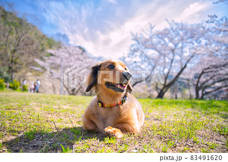 【大阪府】3月・ミニチュアダックスフンドと桜 【大阪府】3月・ミニチュアダックスフンドと桜 83491620