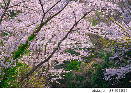 【大阪府】3月・桜と木々 【大阪府】3月・桜と木々 83491635