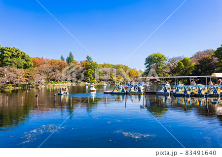 秋の井の頭公園 休日風景 秋の井の頭公園 休日風景 83491640