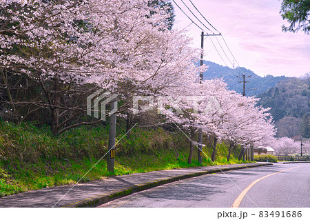 【大阪府】3月・満開の桜並木 83491686