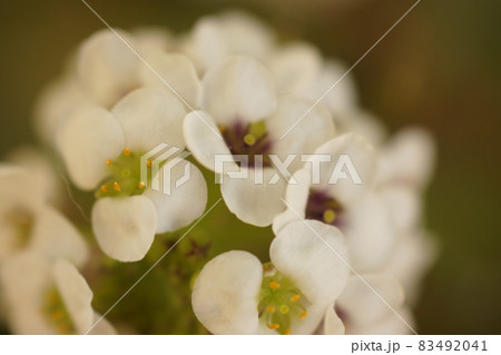 白いアリッサムの花クローズアップ 83492041